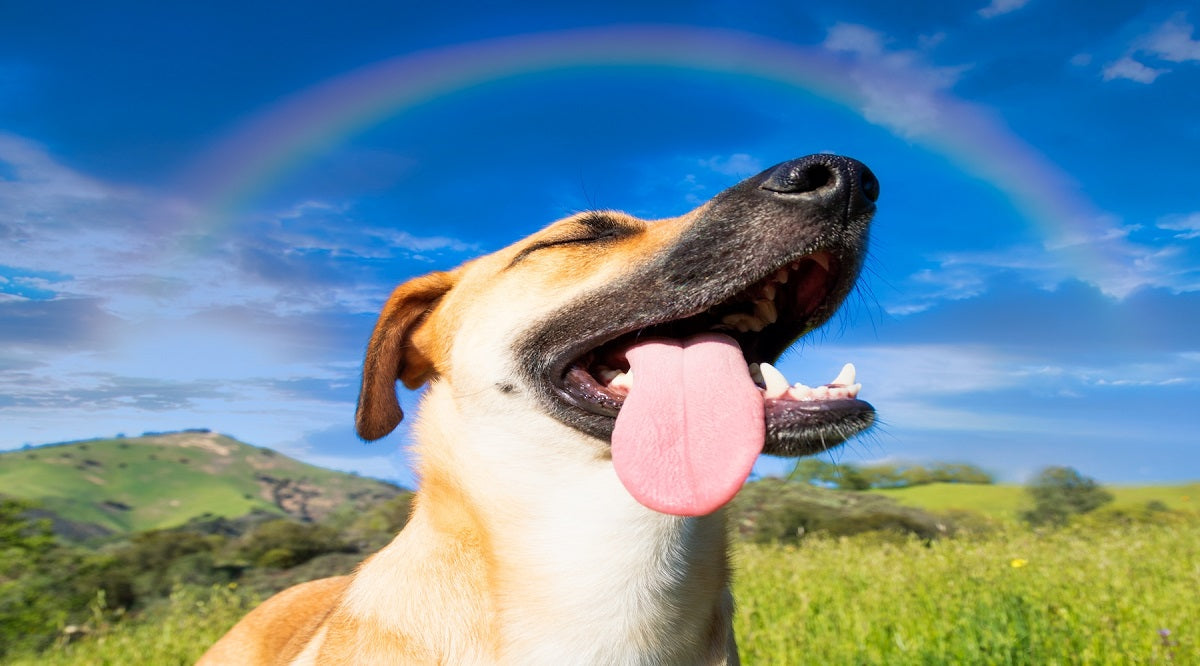 45 Comforting Rainbow Bridge Quotes for Grieving Pet Parents