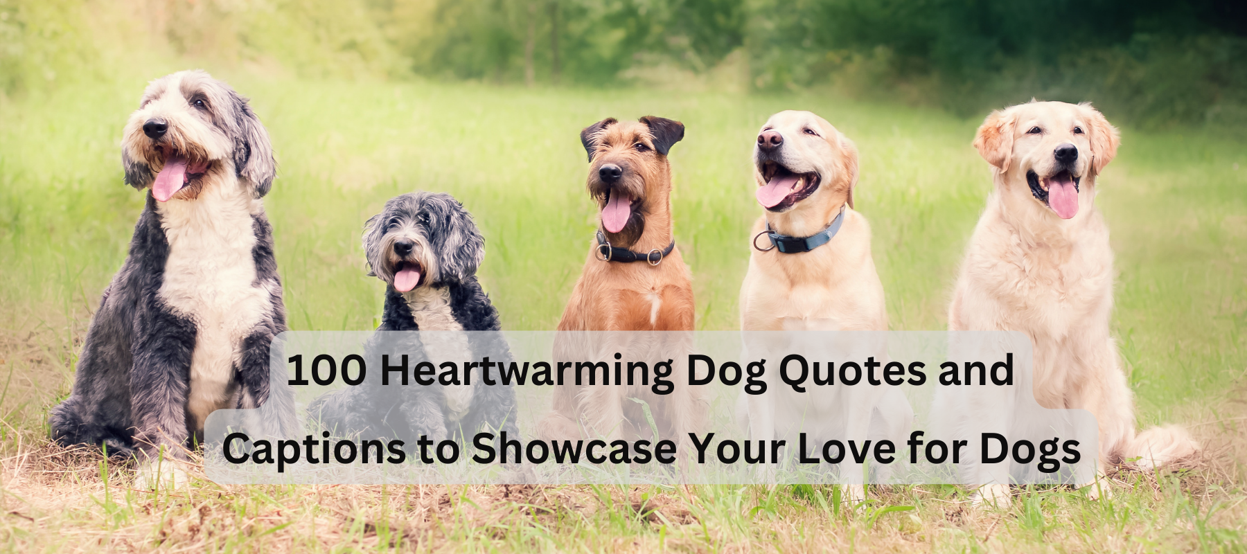 Man's Best Friend: 100 Heartwarming Dog Quotes and Captions to Showcase Your Love for Dogs