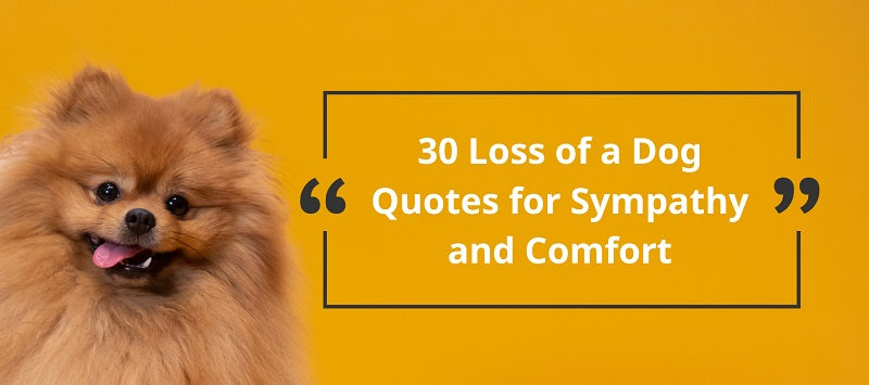 30 Loss of a Dog Quotes for Sympathy and Comfort