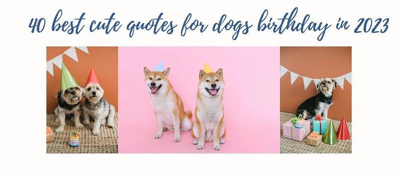 40 best cute dog birthday quotes in 2023