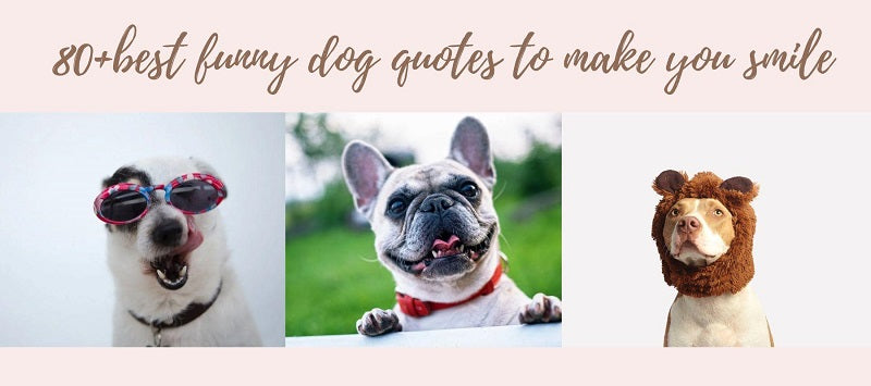 quotes about dogs pet