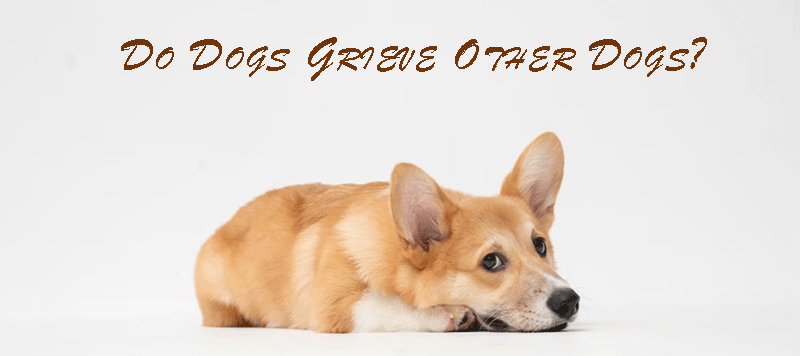 Do Dogs Grieve Other Dogs?