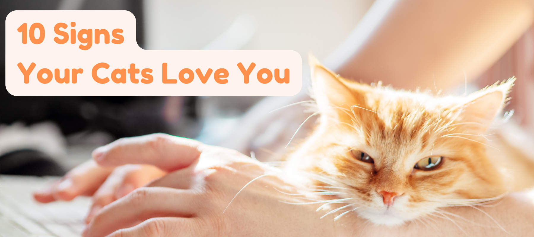 10 Signs Your Cats Love You